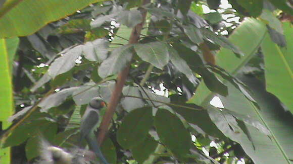 Image of Blue-winged Parakeet