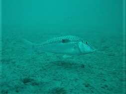 Image of Bigscale goatfish