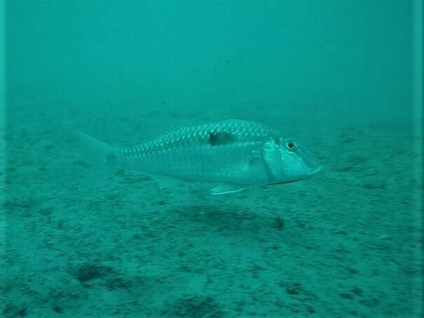 Image of Bigscale goatfish