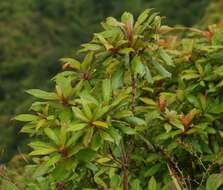 Image of Clethra arborea Aiton