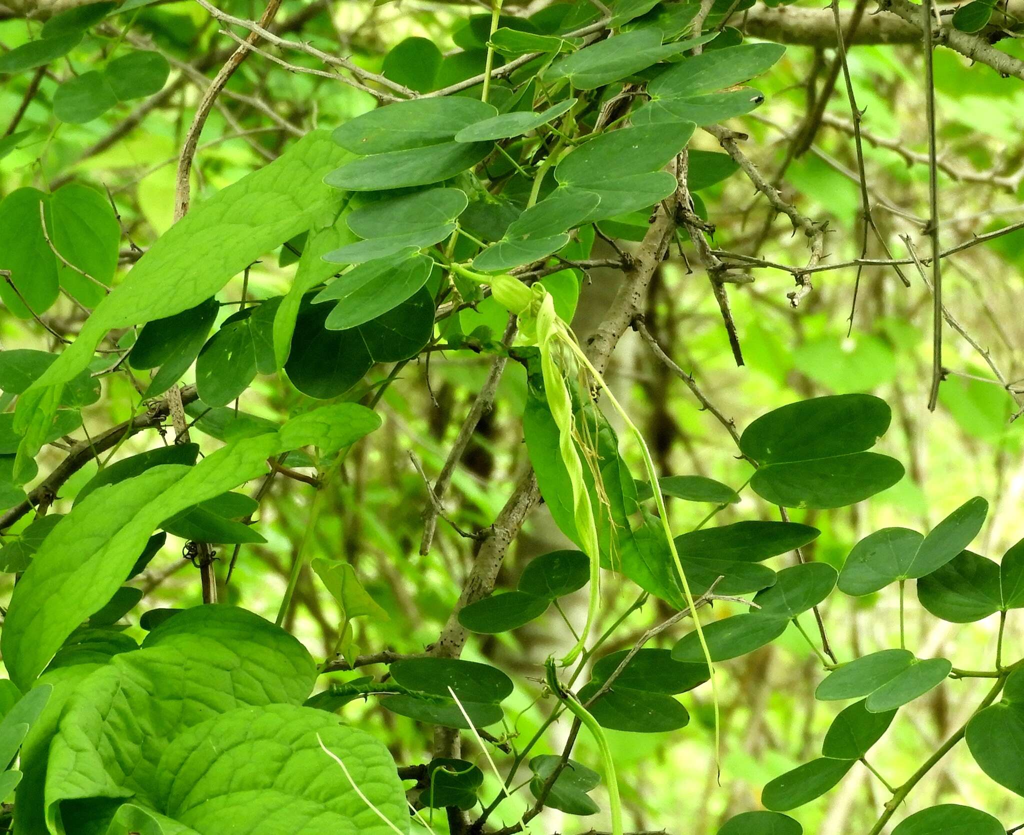 Plancia ëd Bauhinia pauletia Pers.