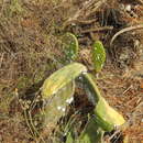 Image of Opuntia maxima Mill.