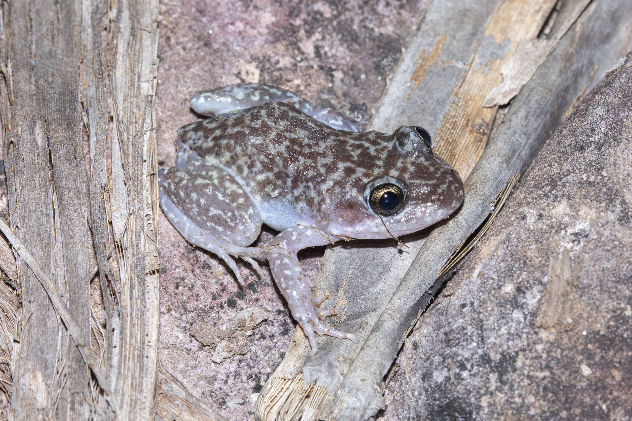 Imagem de Limnodynastes lignarius (Tyler, Martin & Davies 1979)