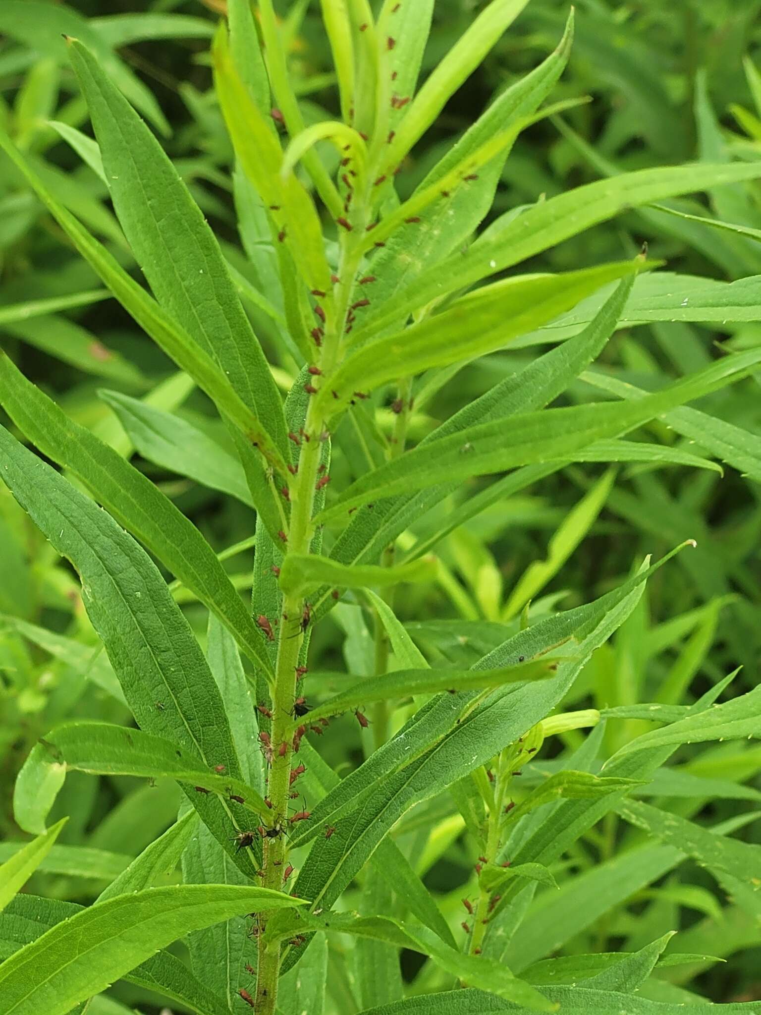 Image of Red Goldenrod Aphid