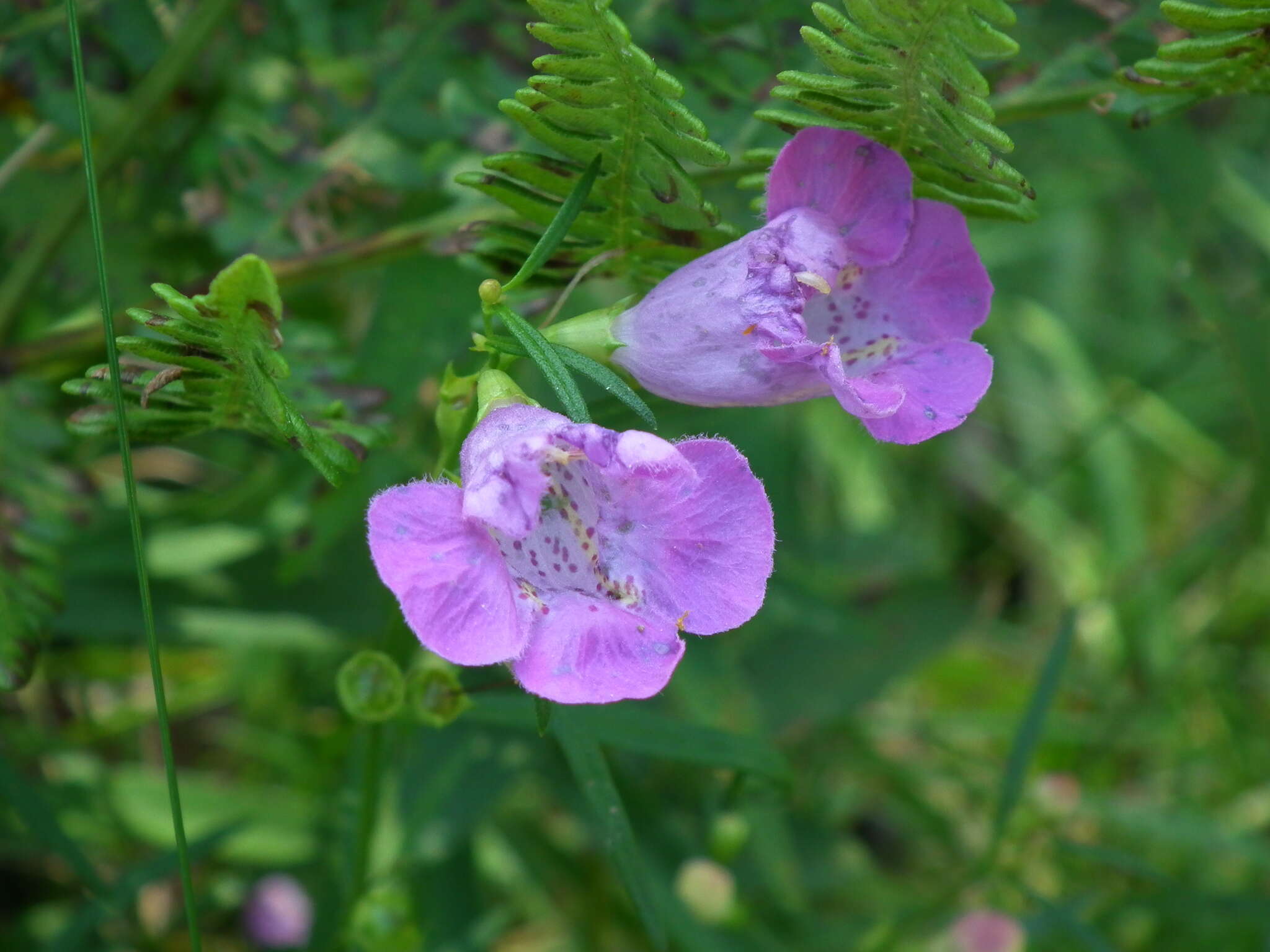 Image of <i>Agalinis <i>purpurea</i></i> var. purpurea