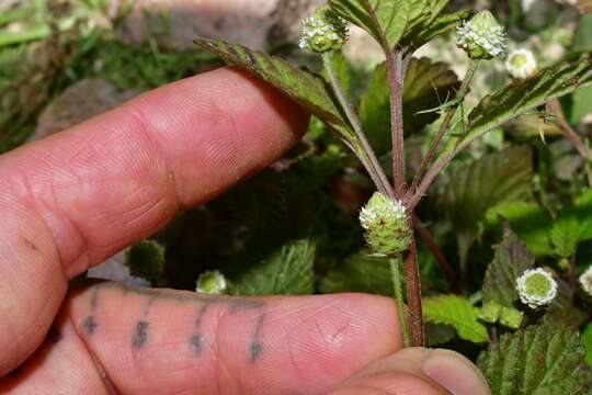 Image of Lippia dulcis Trevir.