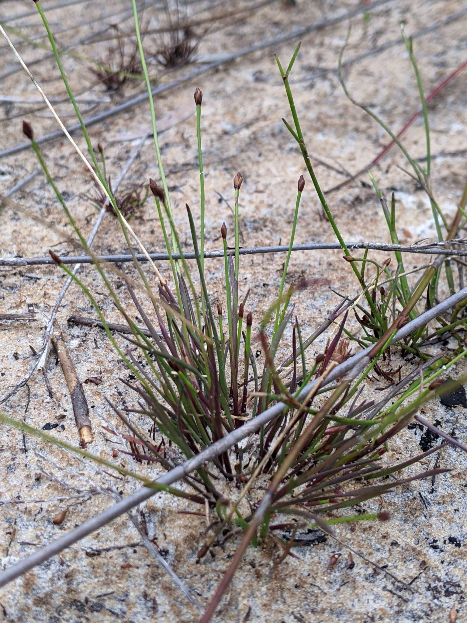 Image of Xyris juncea R. Br.