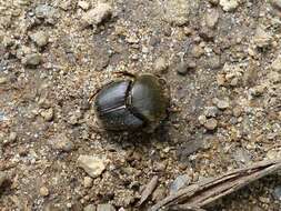 Image of Scooped Scarab