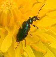 Image of Lebia (Lebia) viridis Say 1823