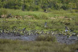 صورة Treron calvus (Temminck 1811)