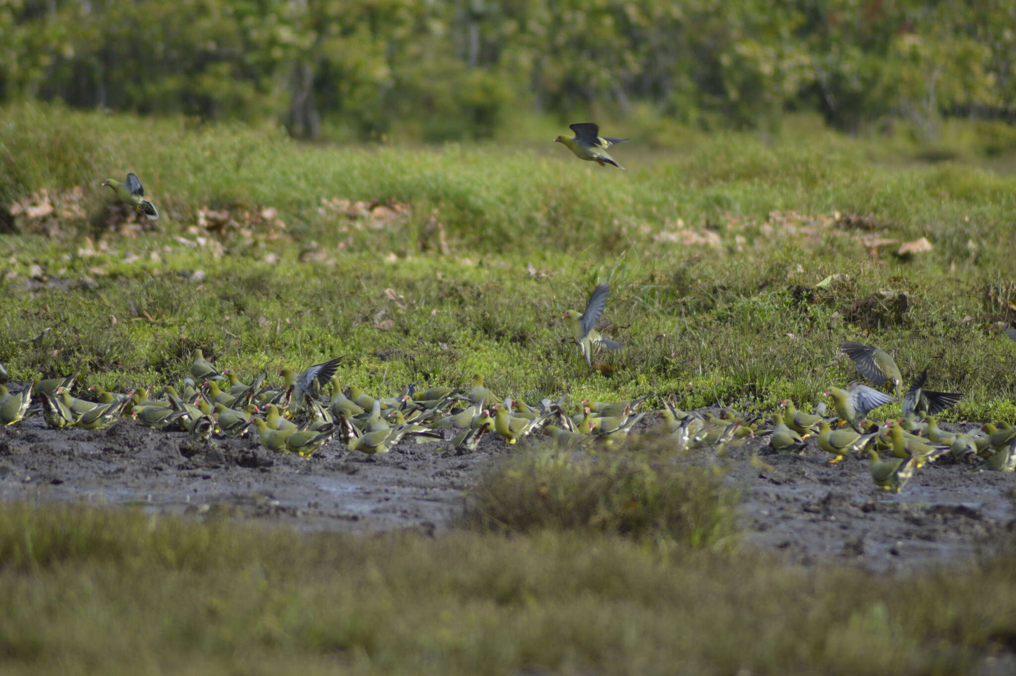 Image of African Green Pigeon