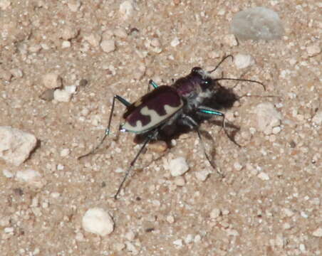 Image of Big Sand Tiger Beetle