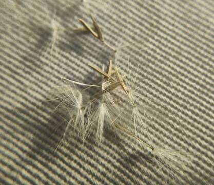 Imagem de Taraxacum bessarabicum (Hornem.) Hand.-Mazz.