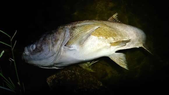 Image of silver carp