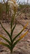 Image of Habenaria monadenioides Schltr.