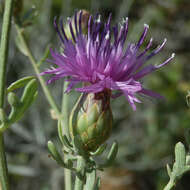 Image of Centaurea aeolica Guss. ex Lojac.