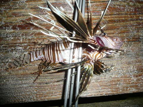 Image of Common lionfish