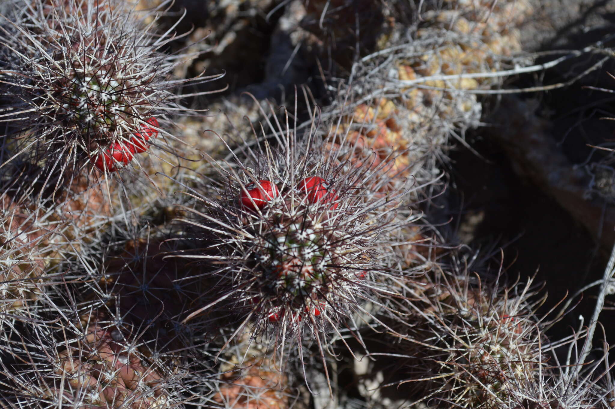 Imagem de Mammillaria poselgeri Hildm.