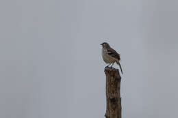 Image of Brown-backed Scrub Robin