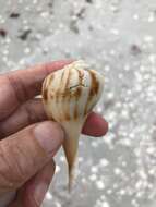 Image of pear whelk