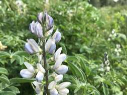 Image de Lupinus albus L.