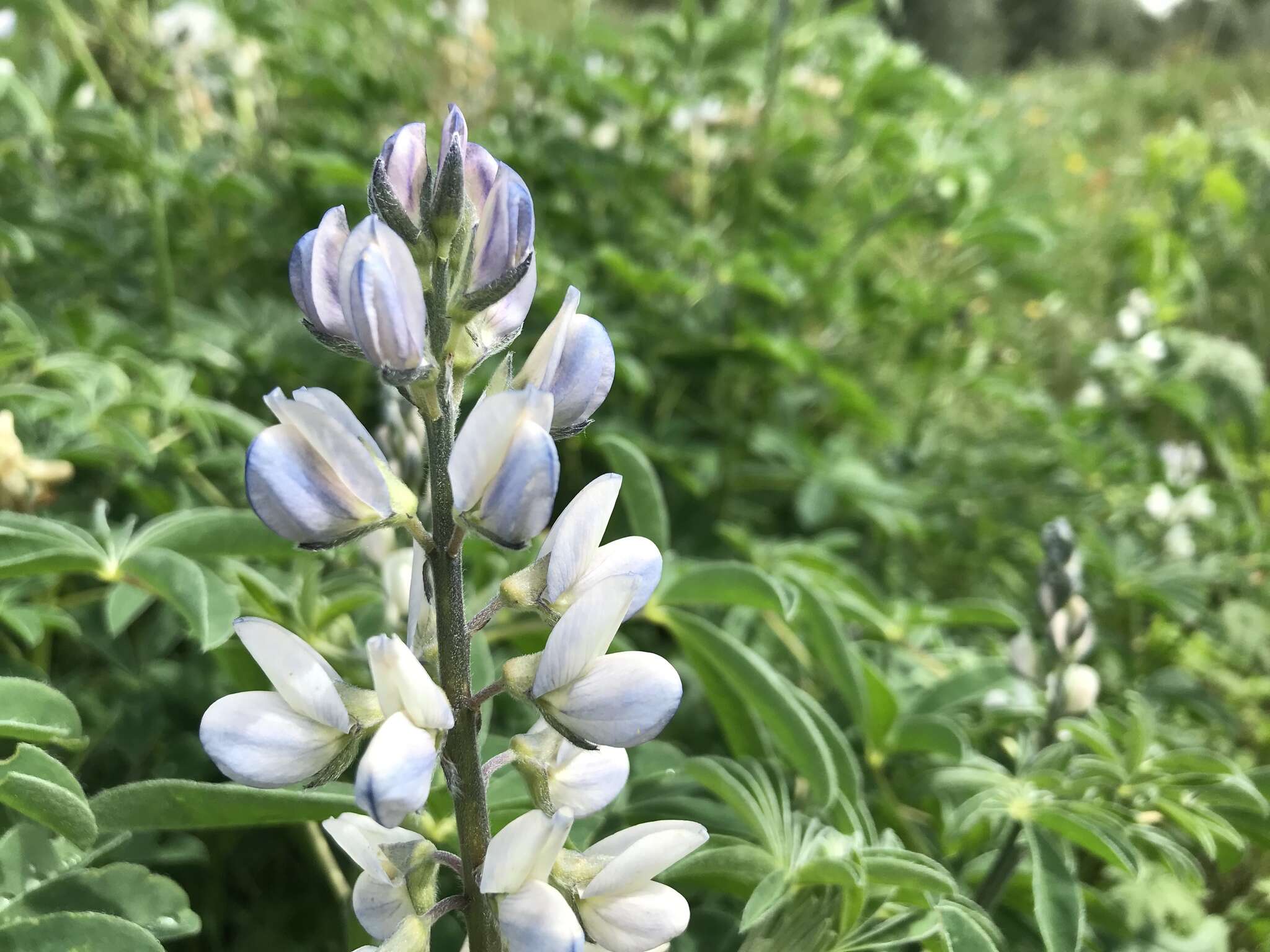 Image of white lupine