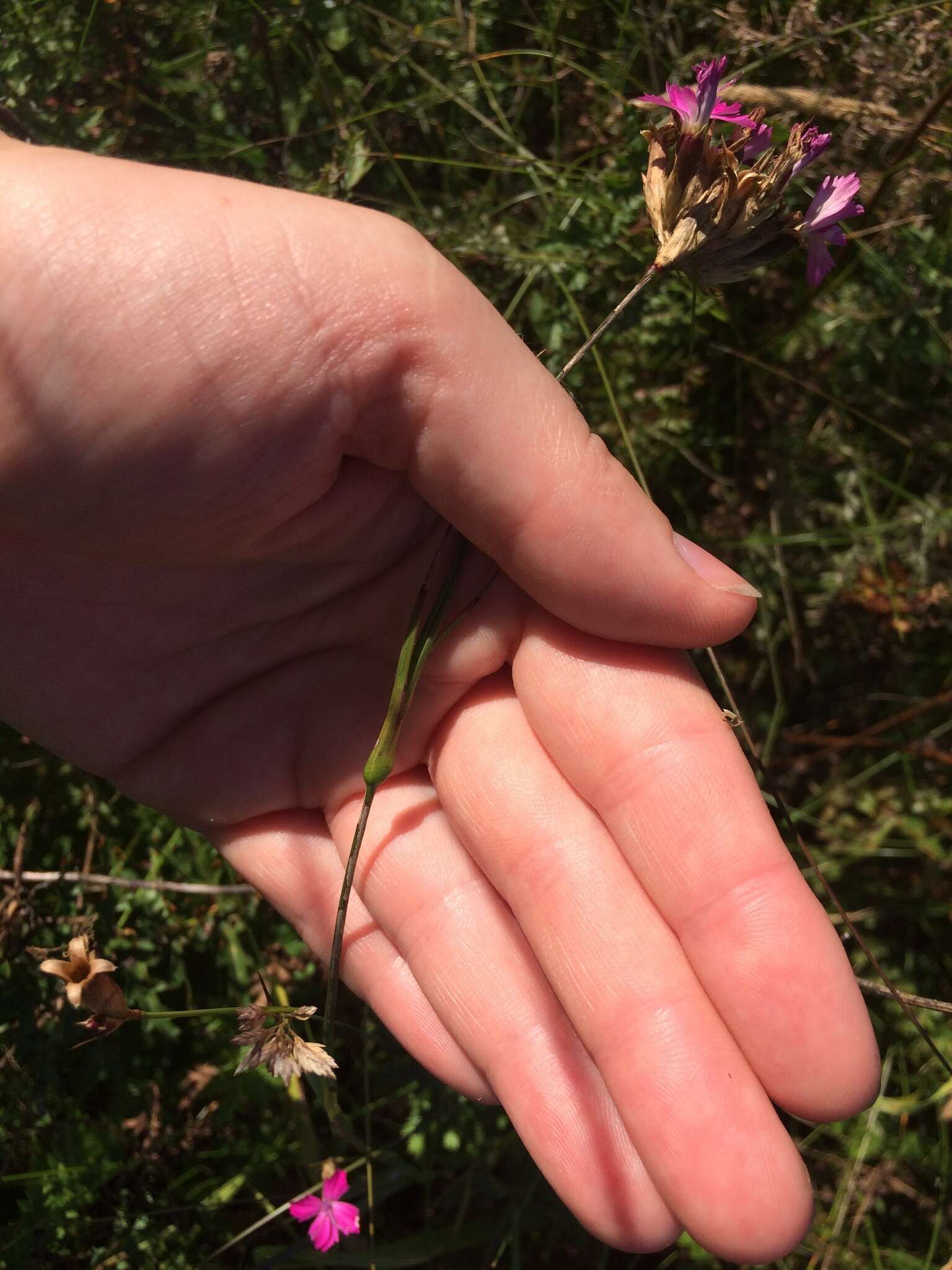 Image of Dianthus membranaceus Borbás