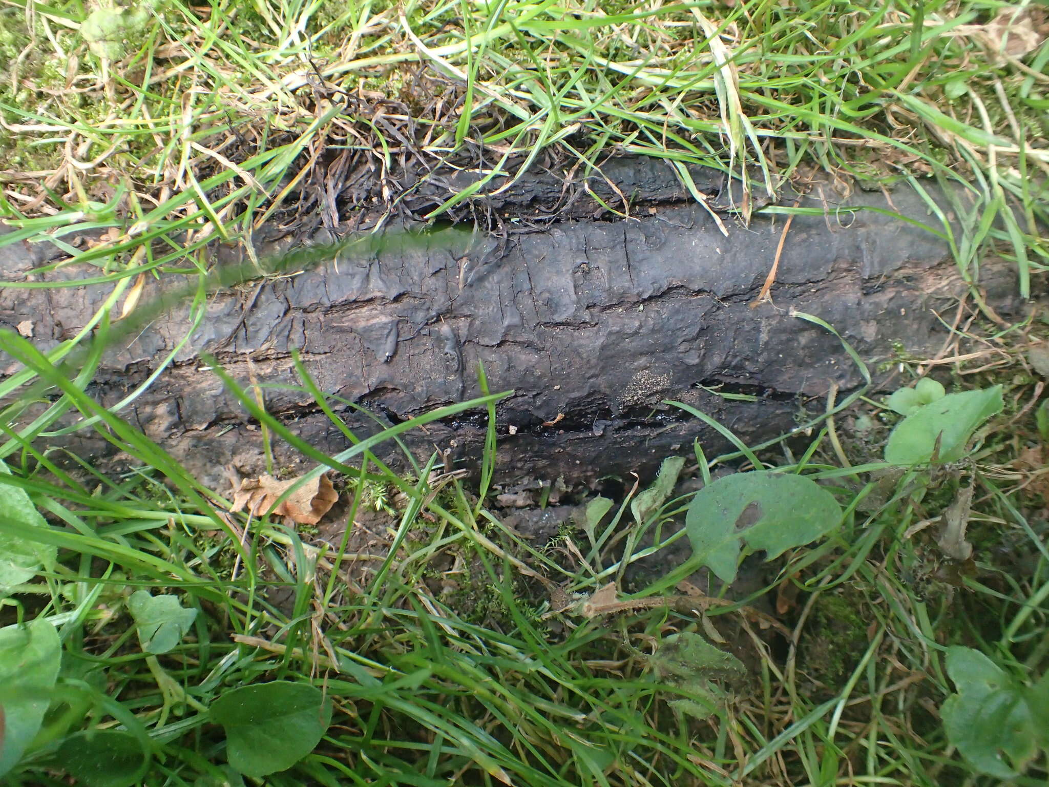 Image of Butternut canker fungus