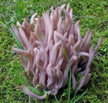 Clavaria rubicundula Leathers 1956 resmi