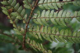 Image of Korean tasselfern