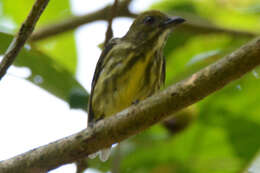 Image of Yellow-breasted Flowerpecker