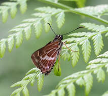 Hesperilla picta Leech 1815 resmi