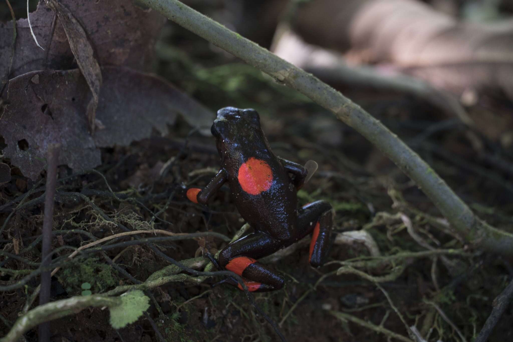 Image of Harlequin Poison Frog