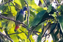 Image of Blue-headed Parrot