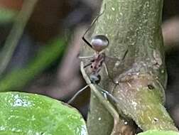 Image of Polyrhachis mindanaensis Emery 1923