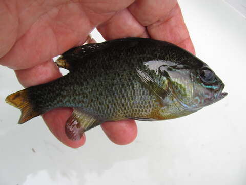 Image of Redbreast Sunfish