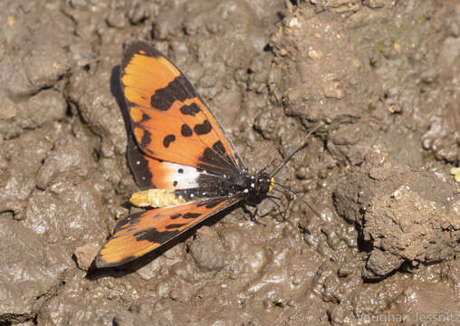 Image de Acraea acara Hewitson 1865