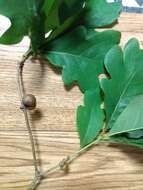 Image of Round Bullet Gall Wasp