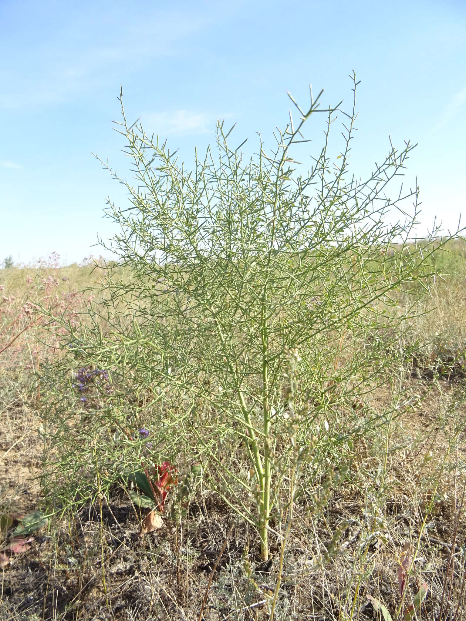 Image of Alhagi pseudalhagi (M. Bieb.) Desv. ex Wangerin