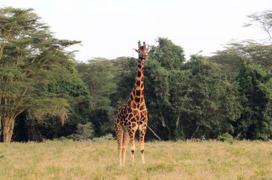 Image of Nubian Giraffe