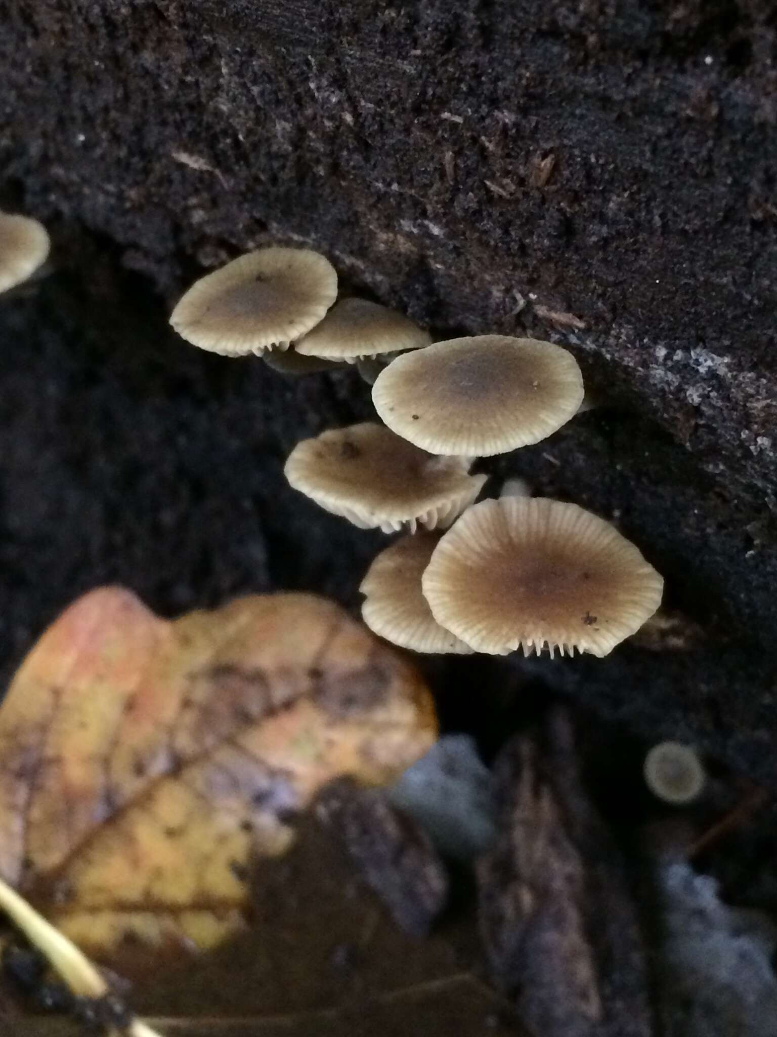 Image of Simocybe centunculus (Fr.) P. Karst. 1879