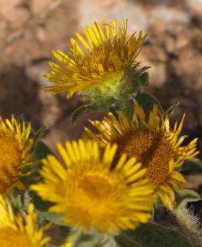 Image of Pentanema helenioides (DC.) D. Gut. Larr., Santos-Vicente, Anderb., E. Rico & M. M. Mart. Ort.