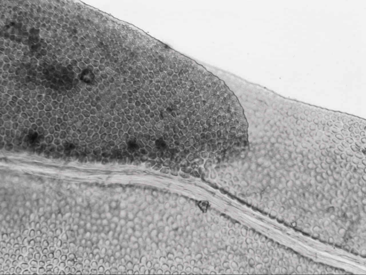 Fissidens oblongifolius var. oblongifolius resmi