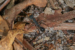 Image of Myrmecia tarsata Smith 1858