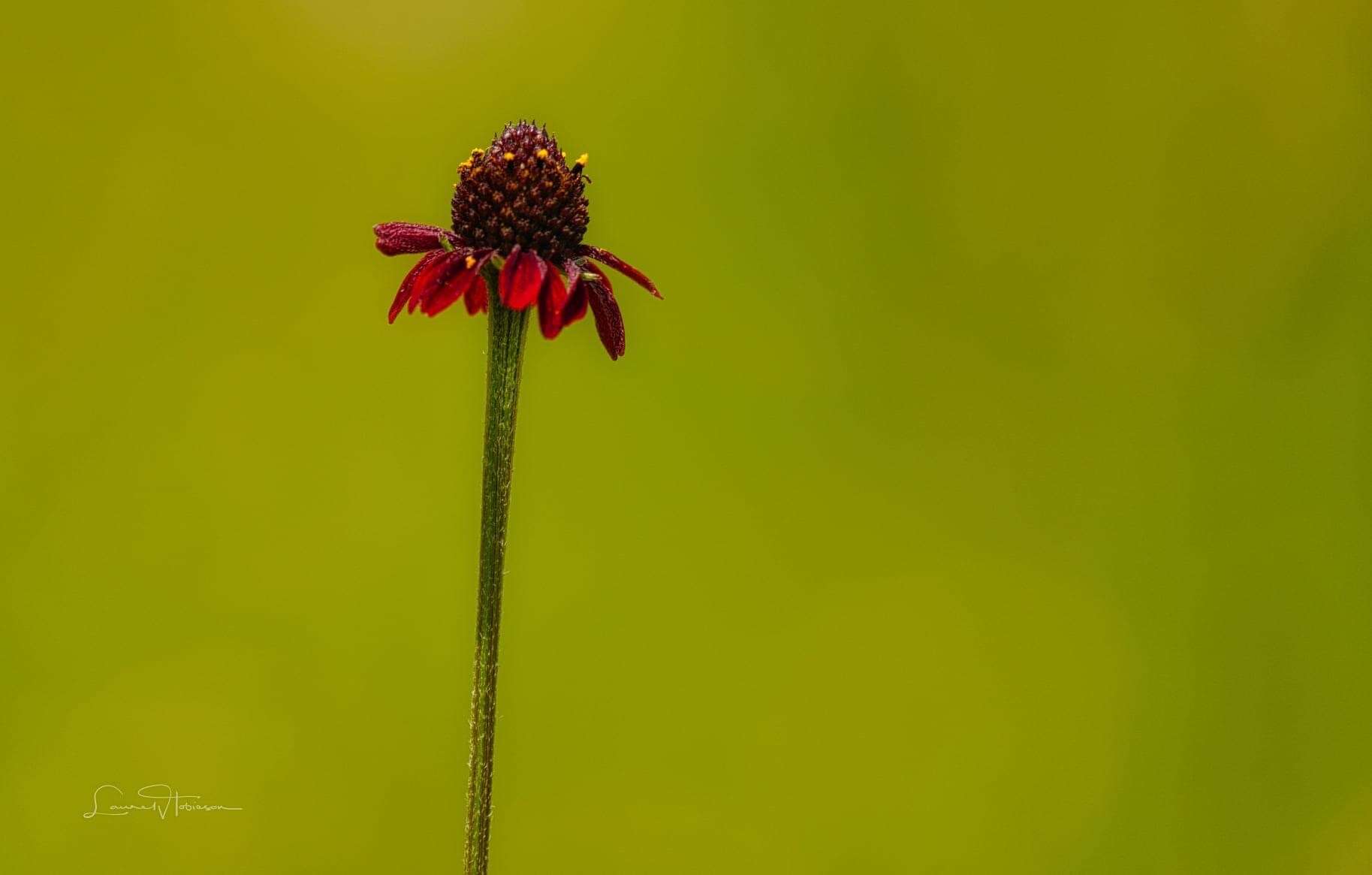 Image of Grass-Leaf Coneflower