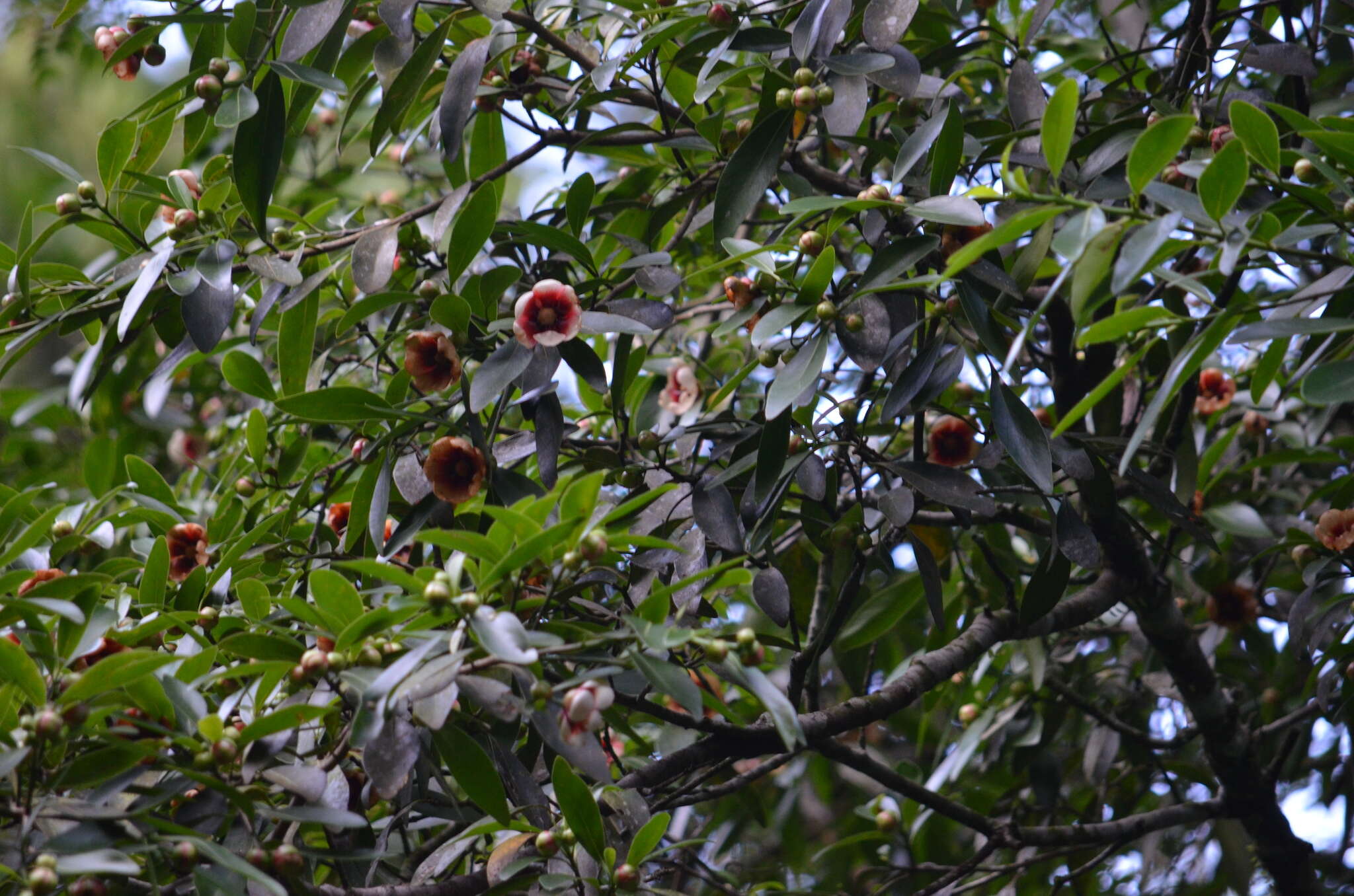 Image of Clusia lanceolata Cambess.