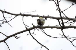 Image of Parus minor minor Temminck & Schlegel 1848