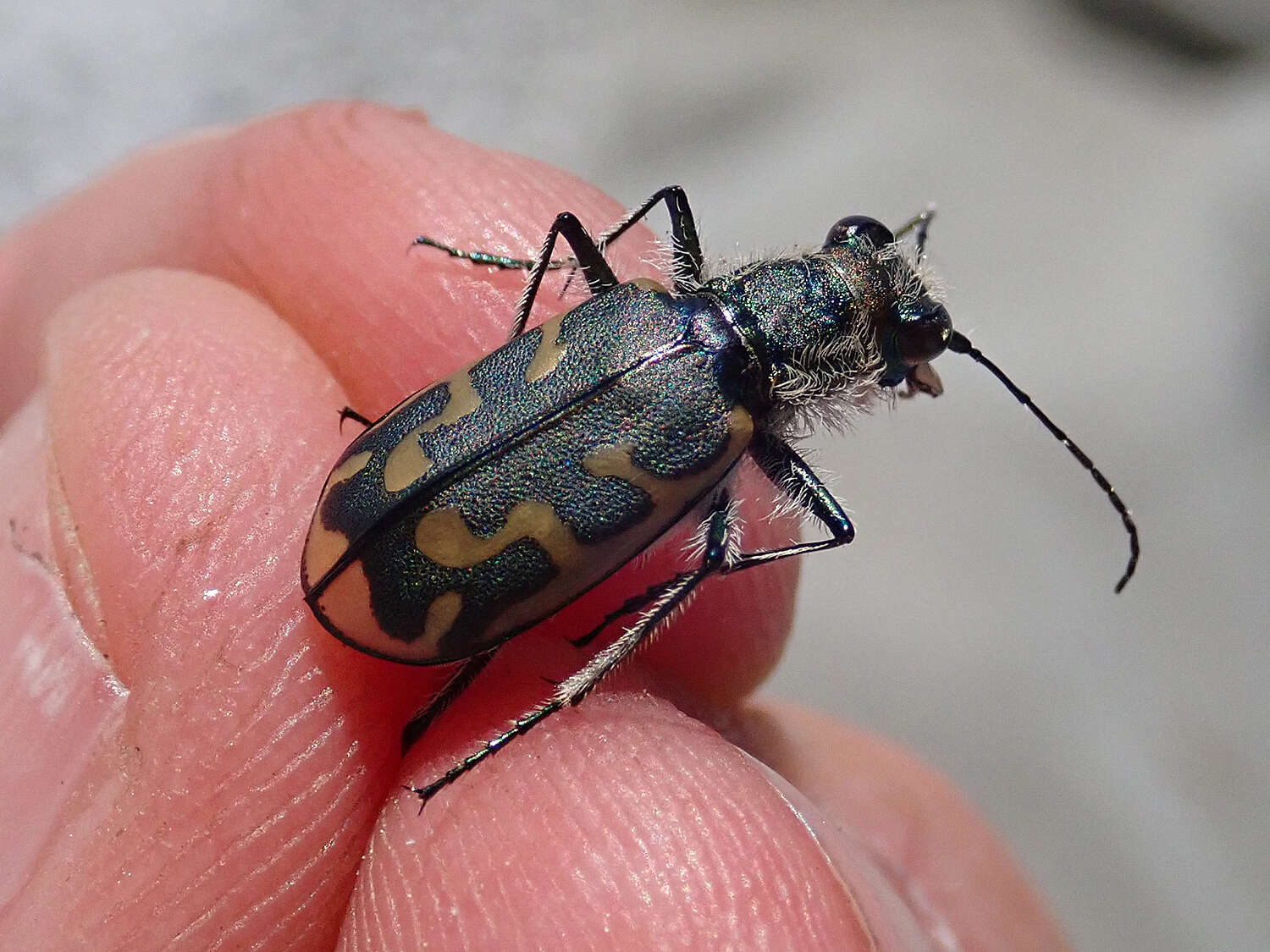 Image of Short-legged Tiger Beetle