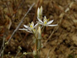 Imagem de Ornithogalum pilosum L. fil.