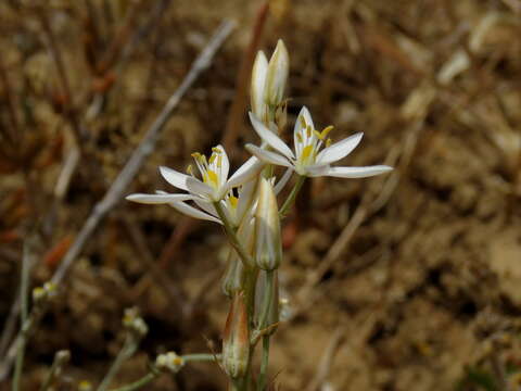 Imagem de Ornithogalum pilosum L. fil.